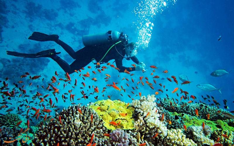 غواصی، ماجراجویی در دنیای مرجان ها